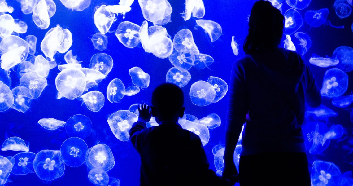 Jellyfish Parenting, Plus Minus Pengasuhan Ubur-Ubur